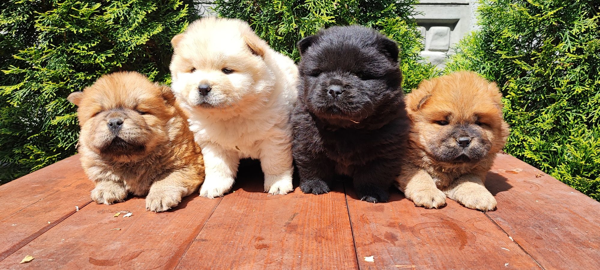 * * * Chow chow* * *