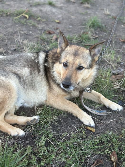 Віддам собаку в добрі руки