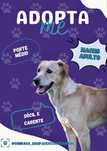Cão macho adulto para adoção responsáve!