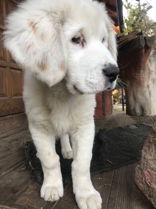 Za darmo suczka owczarka srodkowo-azjatyckiego szuka domku,