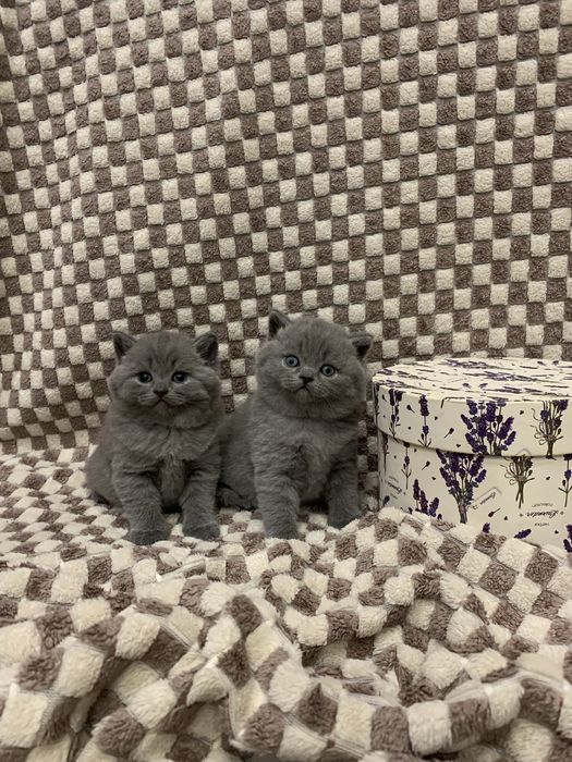 Кошенята шотланські