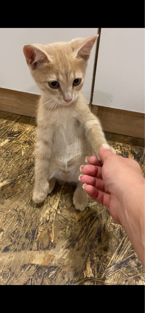 Кошенятко хлопчик в добрі руки!