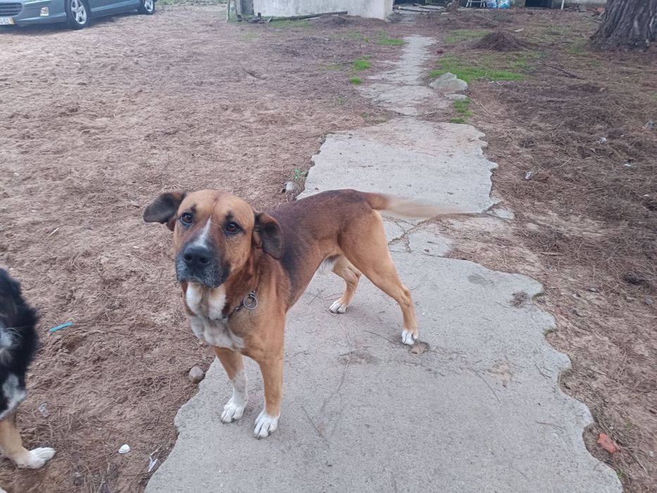 Cão para adoção bom guarda e muito meigo