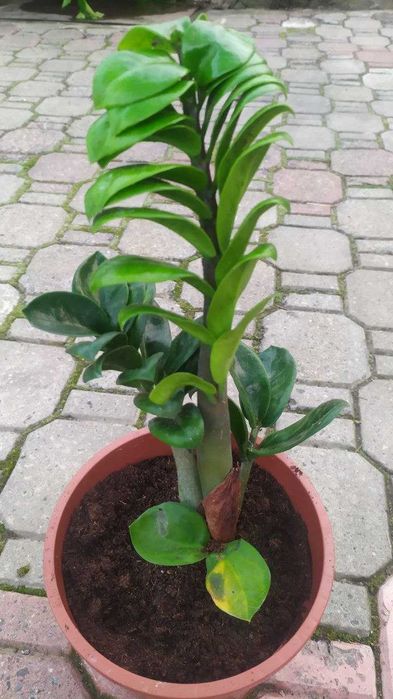 Заміокулькас Зензі, звичайний