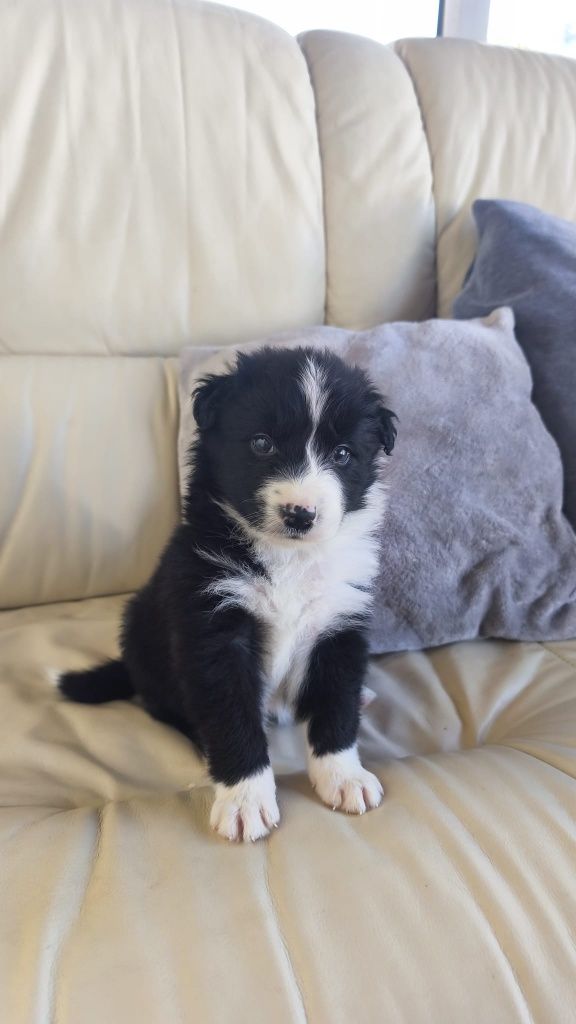 Border Collie macho