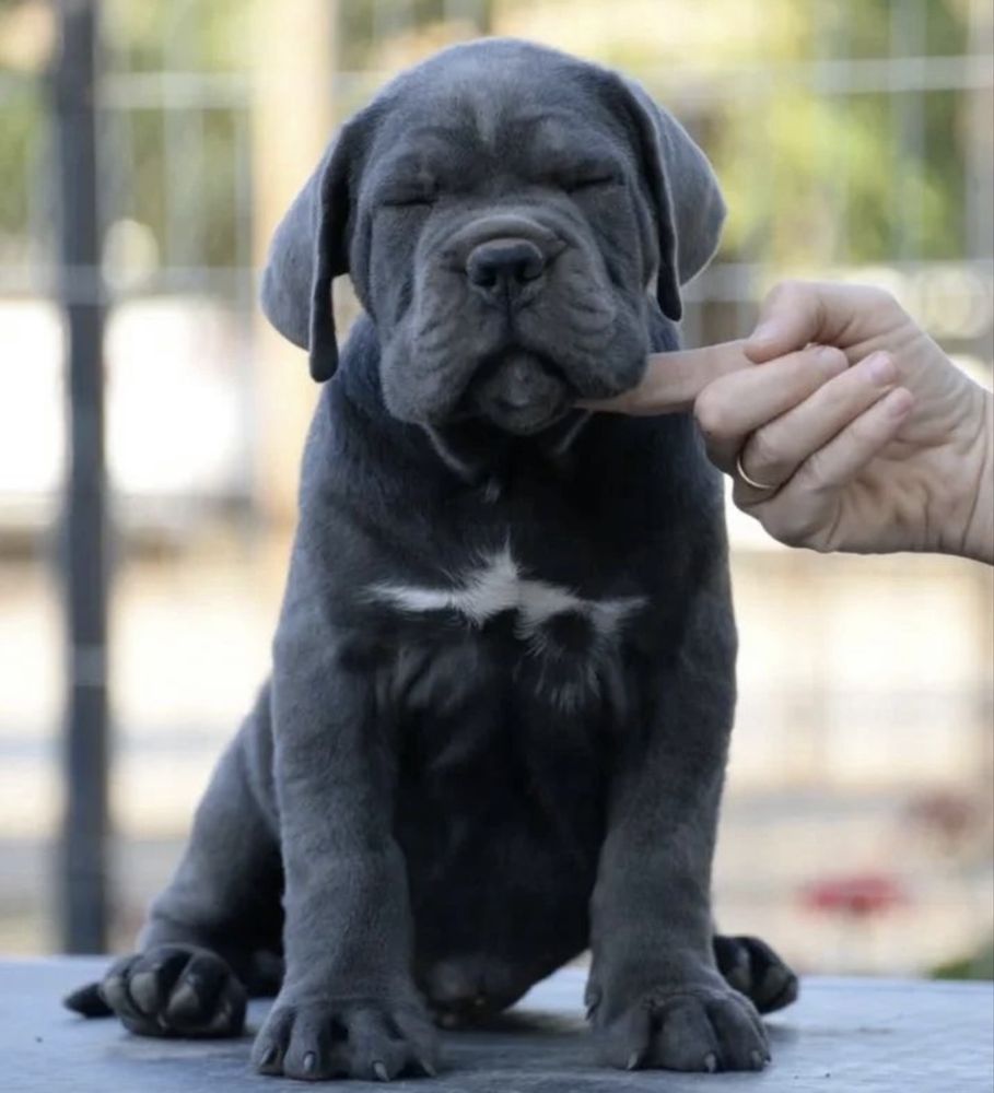 Cane corso Italiano-сірого окрасу