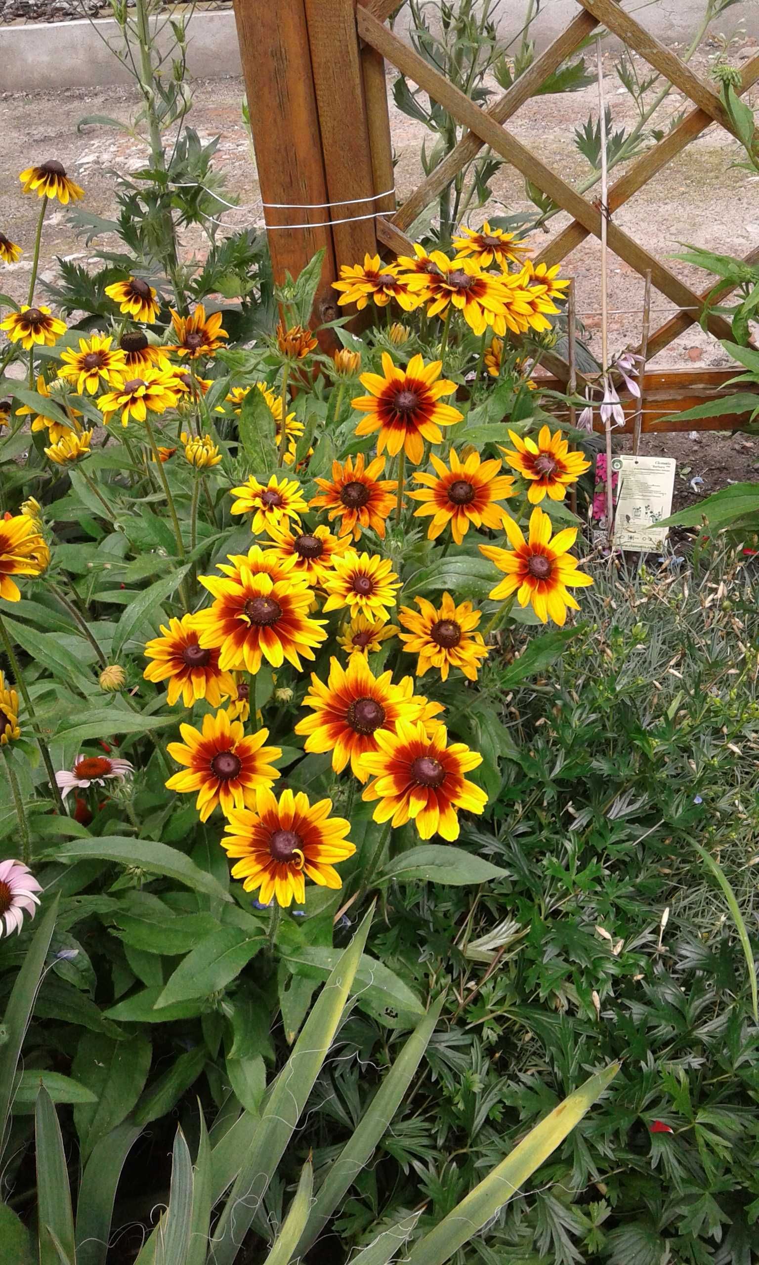 Rudbekia dwukolorowa