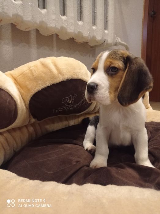 Piękne pieski beagle, FCI!