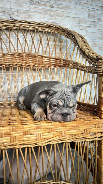 Продаж Французького бульдуга дівчинка