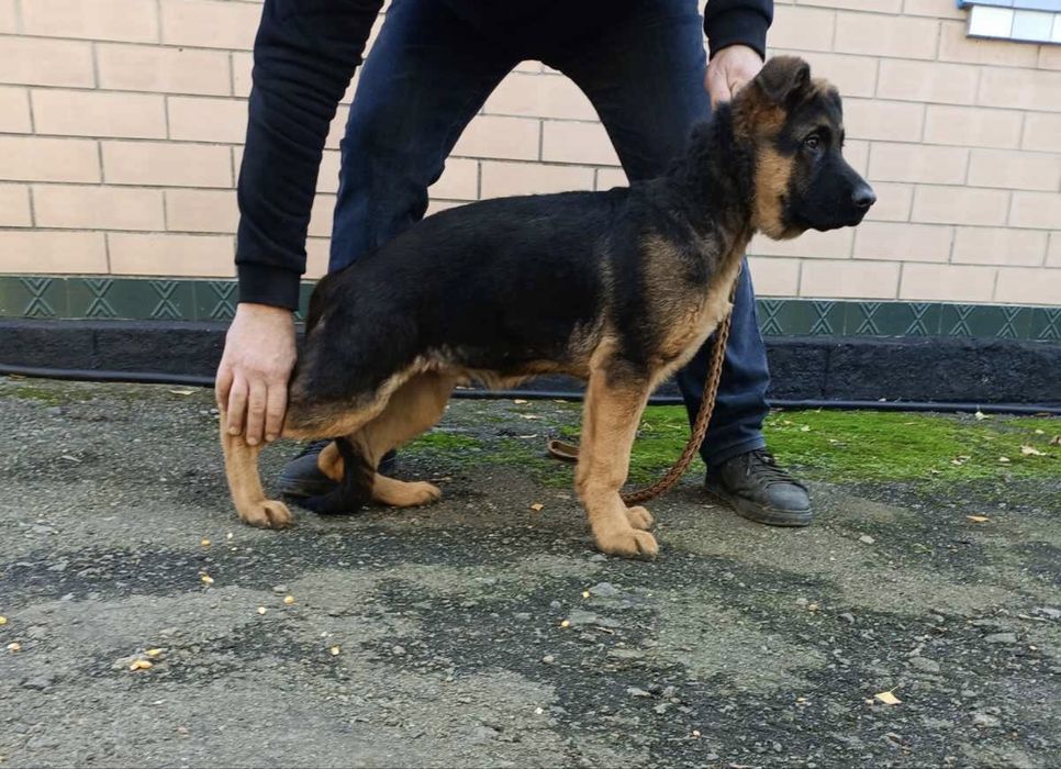 Продається хлопчик нмецткої вівчарки