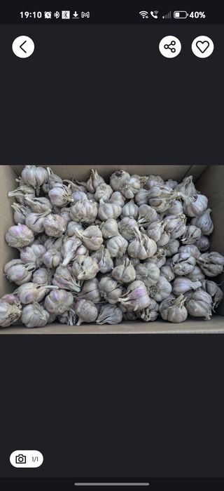 Czosnek ozimy harnaś 3kg