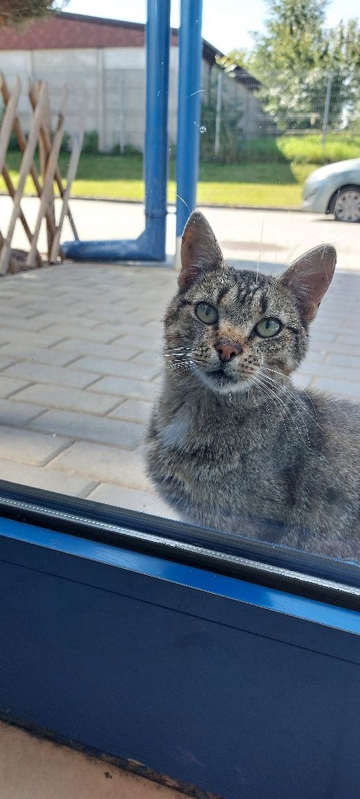 Pilnie! Szukamy domu dla młodego kocurka, kotek do adopcji