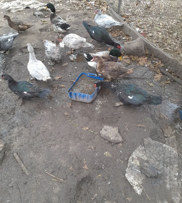 Індокачки та індокачурі продаються