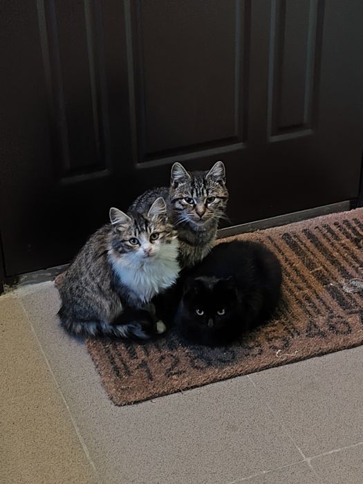 Віддам у добрі руки