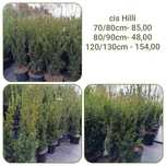 cis pośredni Hicksii 70, 80, 120, 130