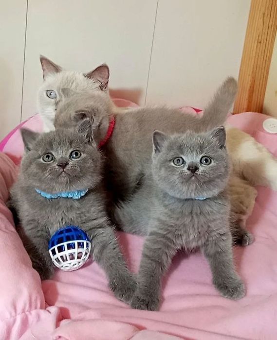 Котенок : Плюшевые комочки радости .