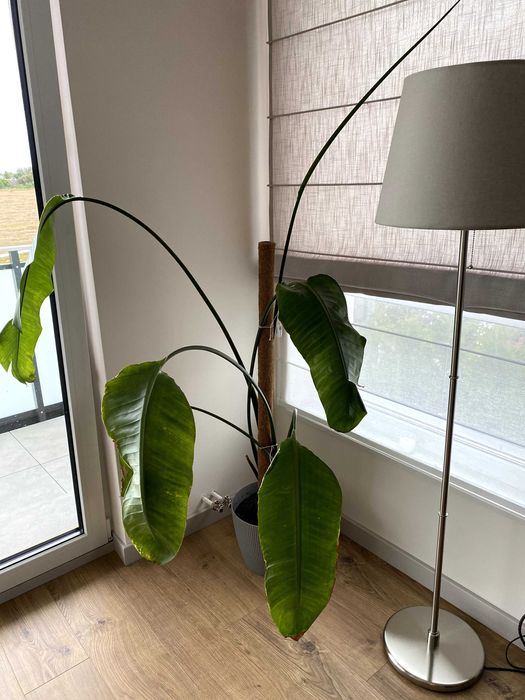 Strelitzia augusta nicolai - Tylko odbiór osobisty [Gdańsk]