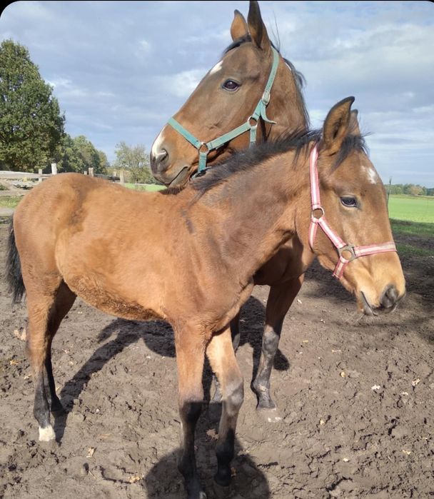 Ogierek Cekin 6 miesięcy  z dużym potencjałem  sportowym