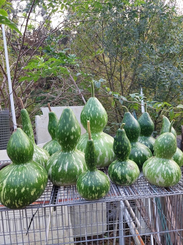 Cabaças para Venda