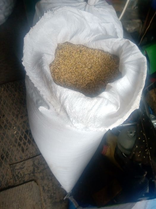 Продам зерно пшениці