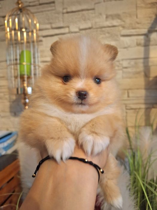 Pomeranian Szpic miniaturowy piesek Diego