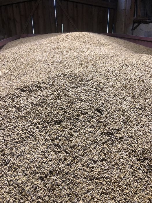 Owies tegoroczny 2025 idelany dla koni drobiu