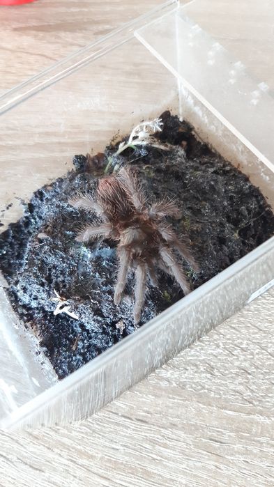 Pająk ptasznik Phormictopus Auratus