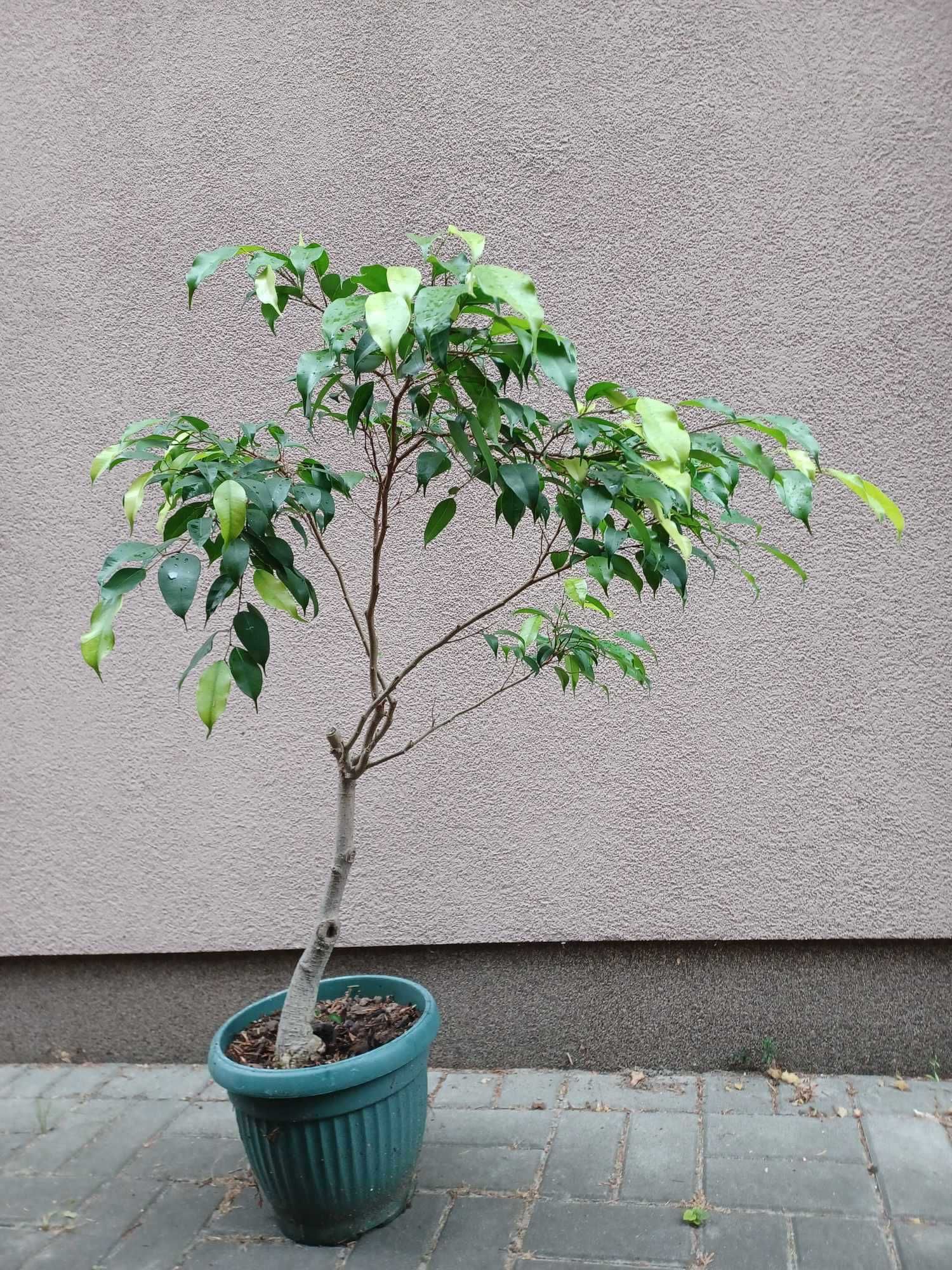 Fikus benjamina roślina