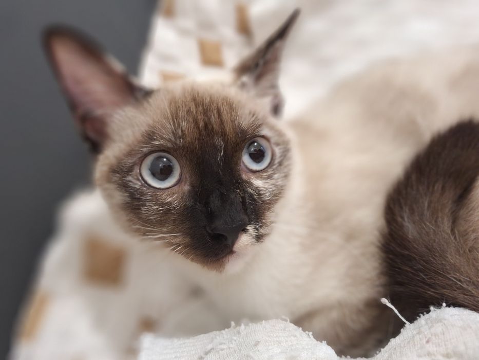 Coralina, para adoção