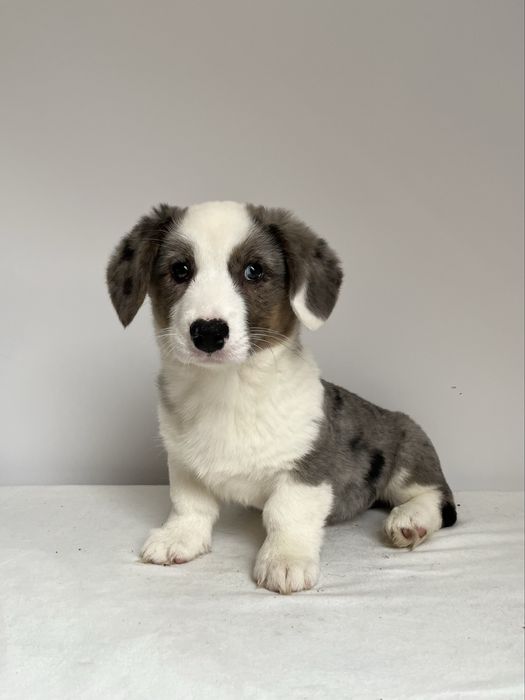 Welsh Corgi Cardigan - sunia blue merle
