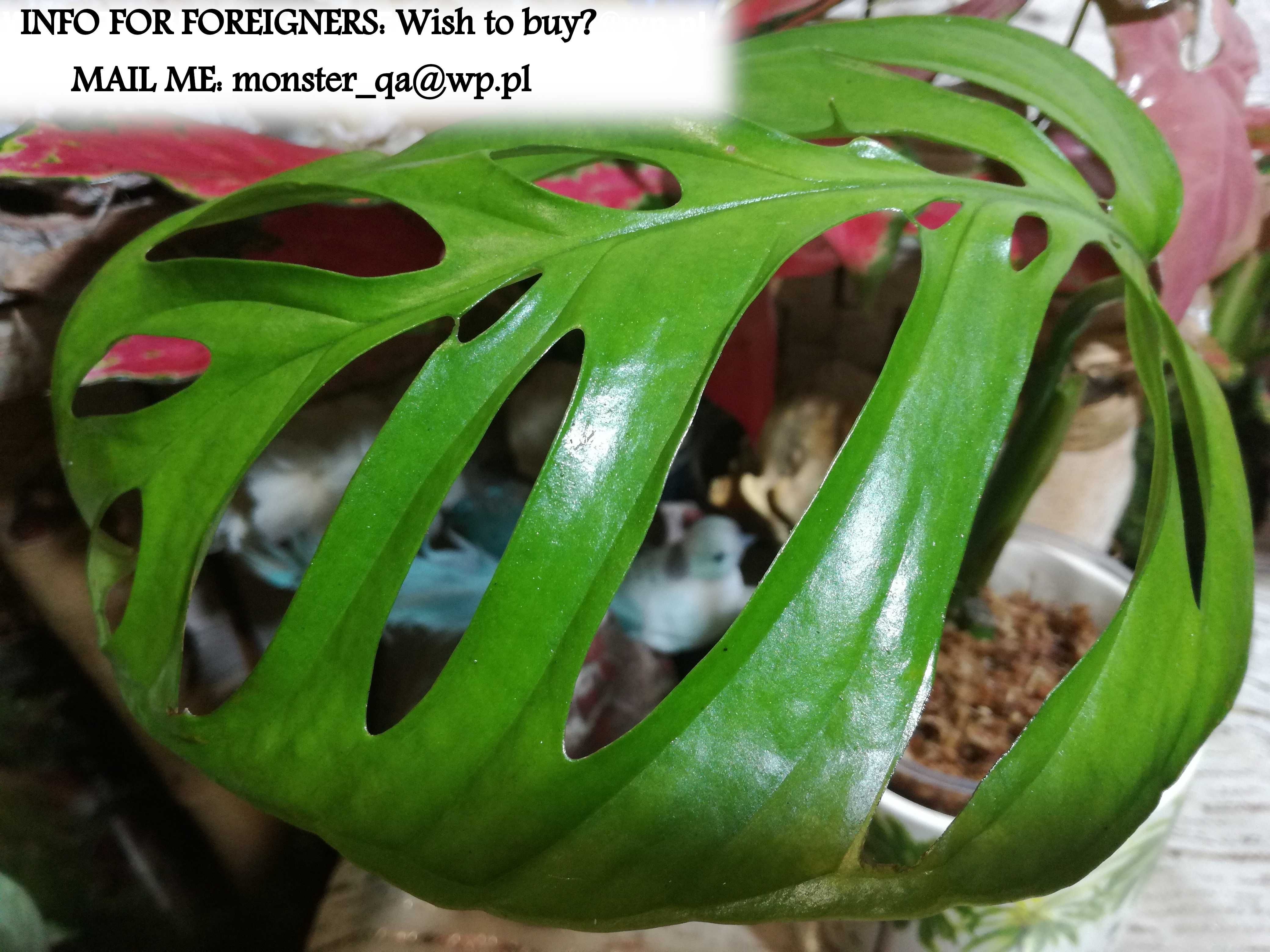 INTERNATIONAL Epipremnoides Monstera nie philodendron filodendron 1 li