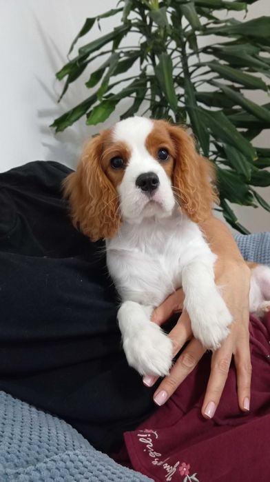 Cavalier King Charles Spaniel piesek