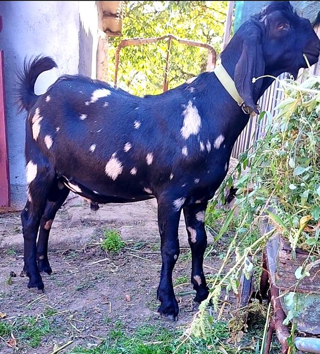 Цап англо нубійський парування