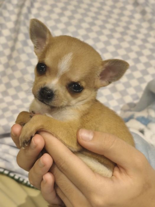 Excelente MENINO chihuahua