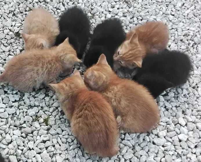 Milutkie kociaczki czekają na przytulenie :)