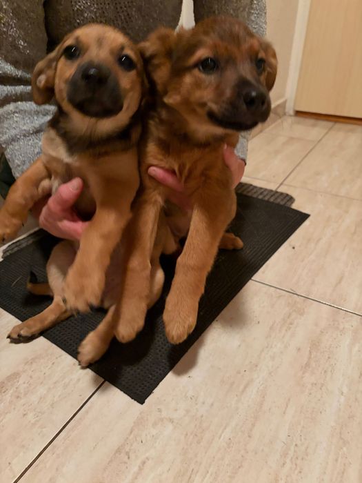 Oddam dwa urocze szczeniaki – suczki, ok. 3 miesiące