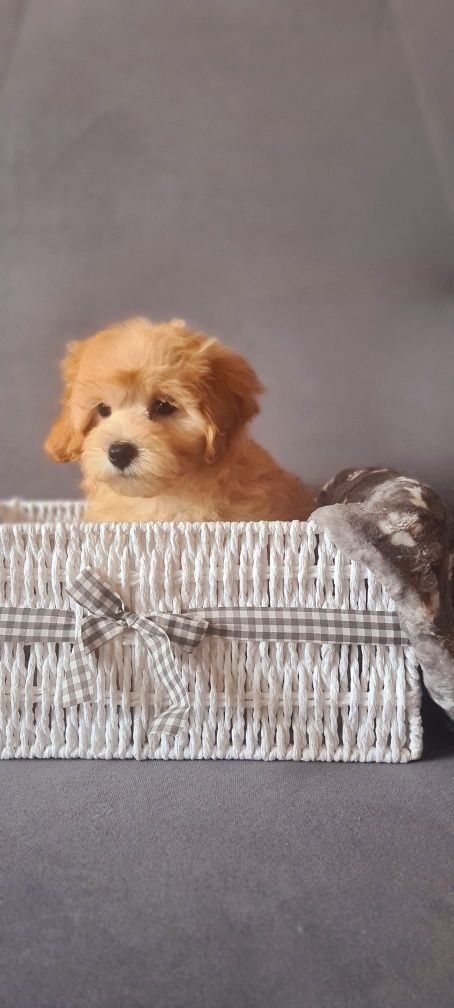 Śliczny piesek Maltipoo