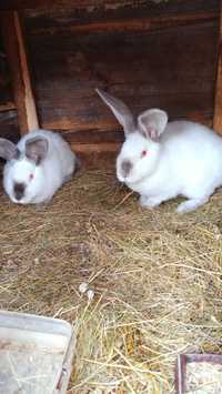 Кролики молоденькі