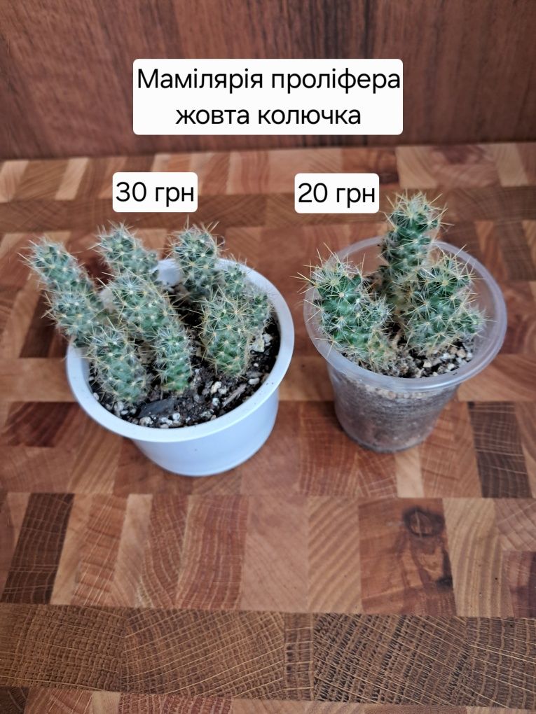 Продам кактуси та сукуленти