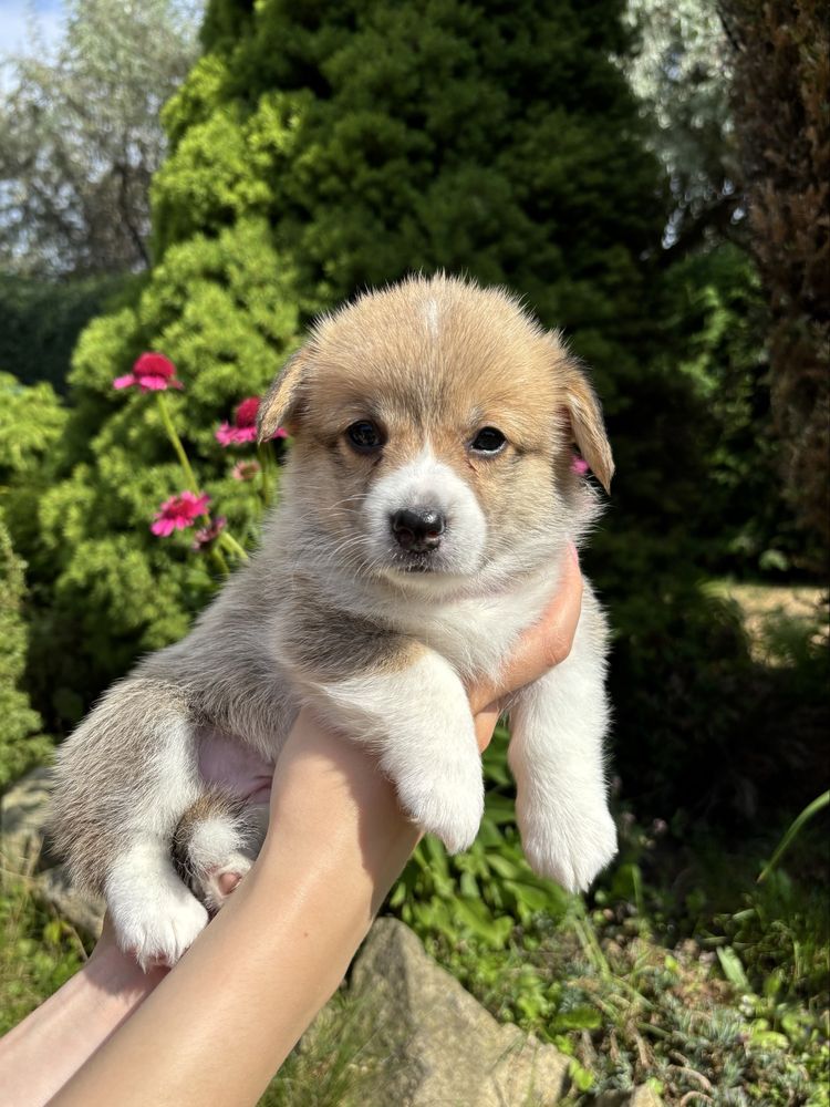 Szczeniak Welsh Corgi Pembroke suczka ZKwP FCI