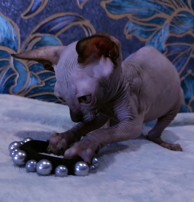 Канадские сфинксы,эльфы