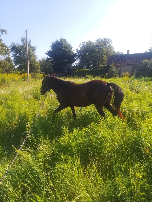 Кобила То979358573