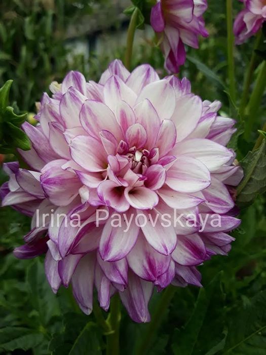 Жоржина Nicolas - перламутрова красуня (Лідія Ластовець  відгукніться)