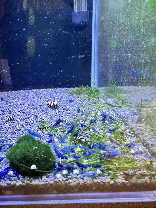 Neocaridina blue dream