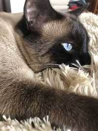 Невероятно красивая голубоглазая леди Тайской породы кошек. Иззи
