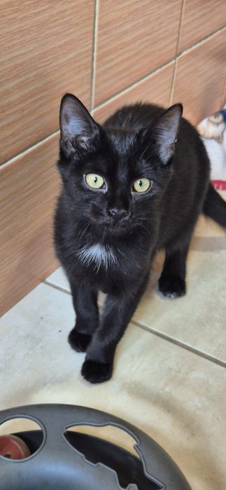 Kotka okolo 5 miesięcy