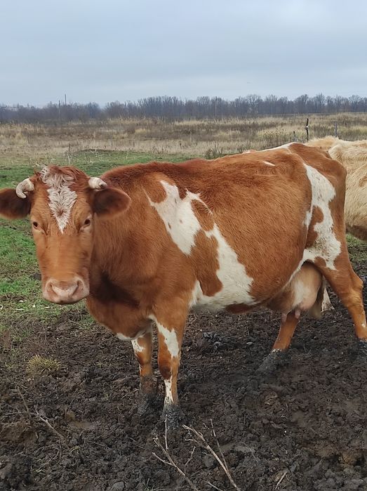 Продам тёлку 15000