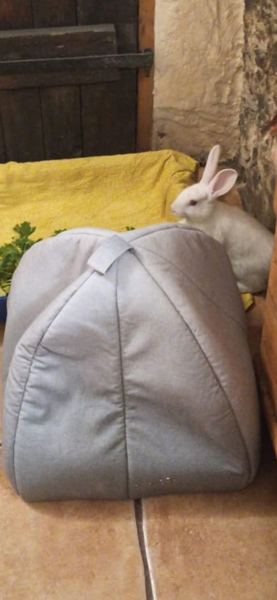 Maly króliczek do adopcji