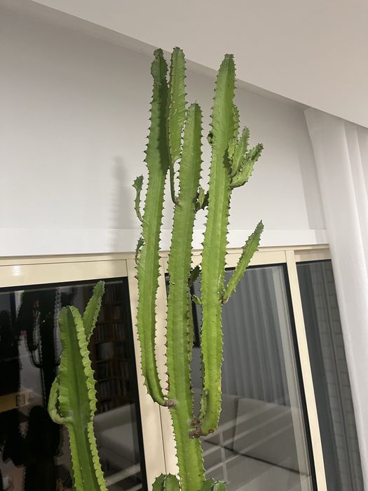 Cacto de interior 2mts altura