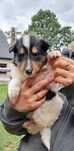 *Owczarek Szkocki Collie długowłosy* suczka